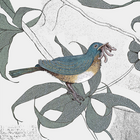 BLUE BIRD (15)