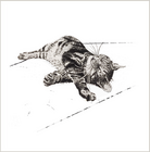 CAT NAP (59)
