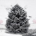 PINE TREE (C35)