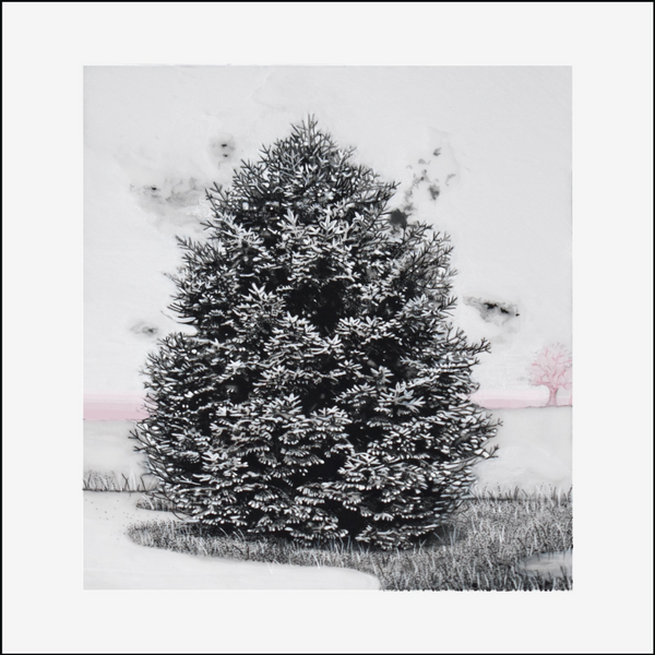 PORTRAIT OF A PINE TREE