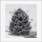 PORTRAIT OF A PINE TREE