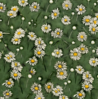 DAISIES (95)