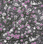 GYPSOPHILA (51)