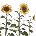 SUNFLOWERS (87)