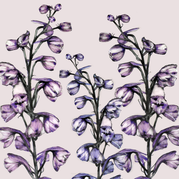 DELPHINIUMS (73)