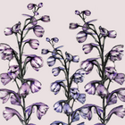 DELPHINIUMS (73)