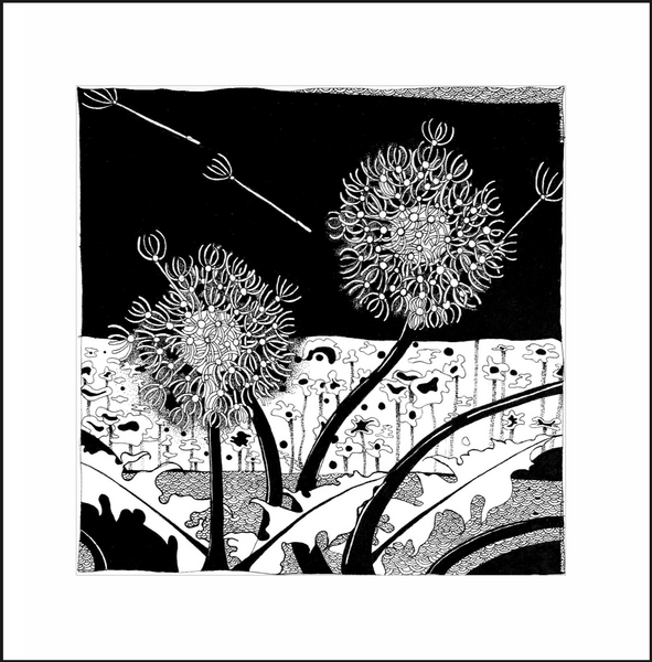 DANDELION PAIR IN THE NIGHT (11)