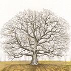 WINTER TREE (W1)