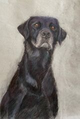 Black Labrador