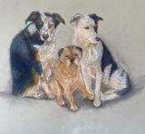 Three Collie Dogs