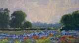 No: 133 Poppies and Phacelia (Sold)