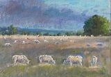 No 164. Sheep