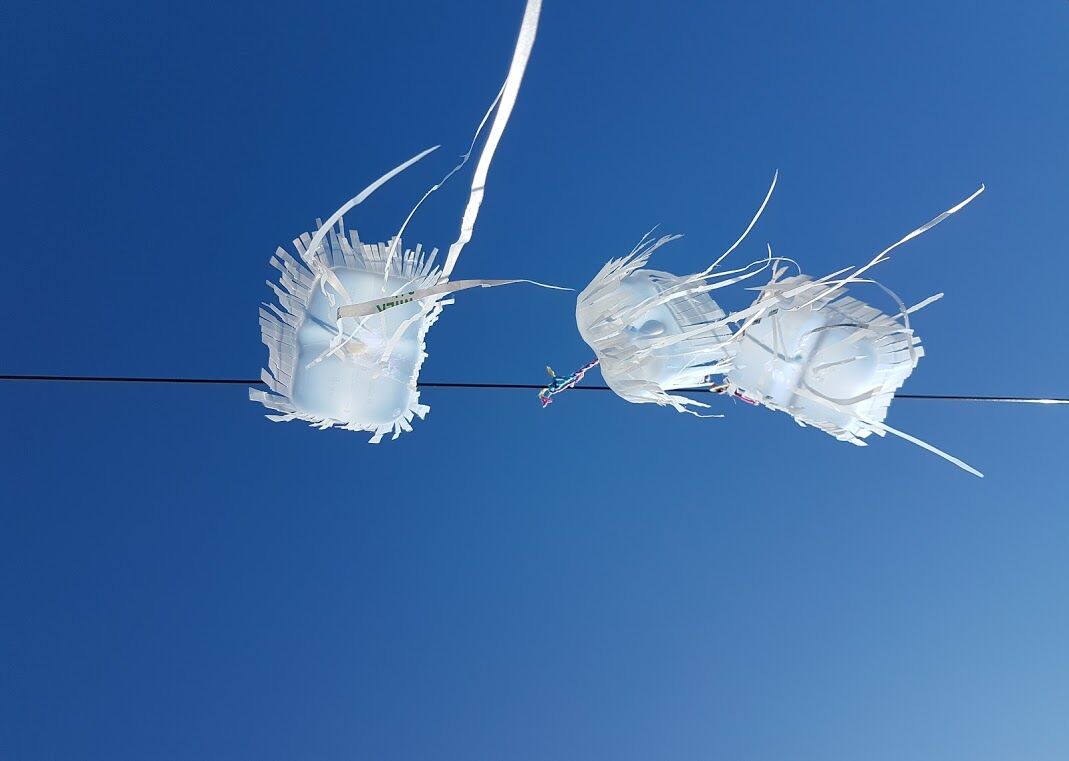 Jellyfish