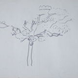 Apple Tree. Alwyne Road, London