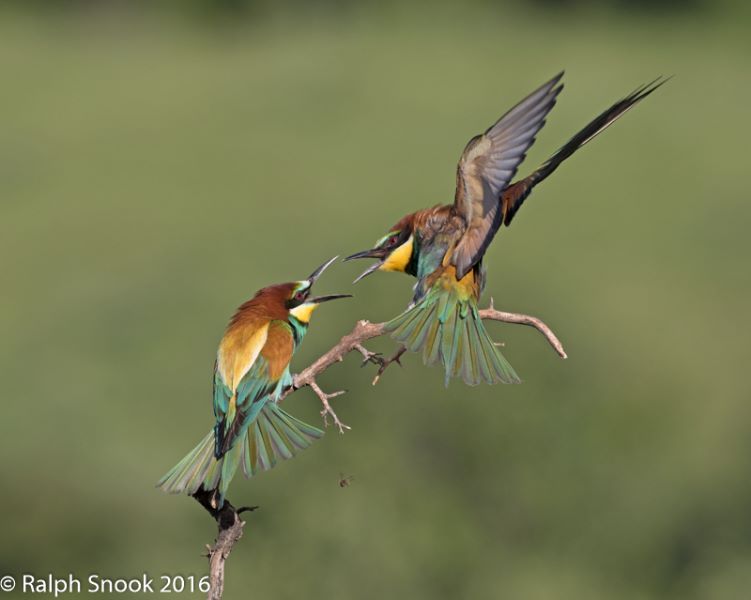 Bee eater Dispute