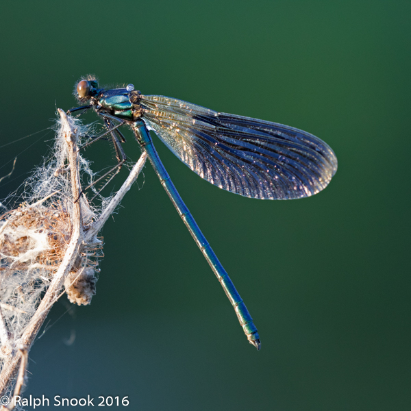 Demoiselle 2