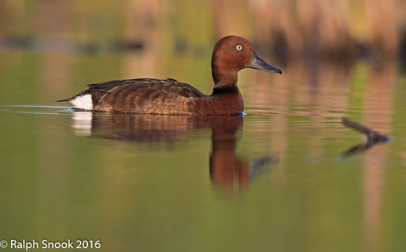 Ferruginous Duck