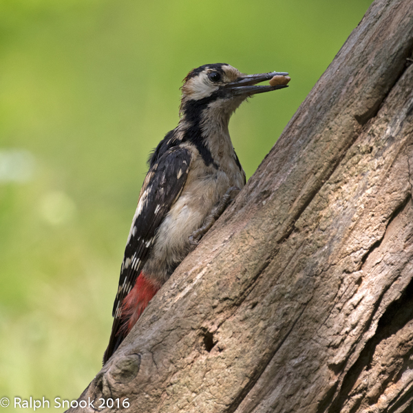 Great Spotted Woddpecker