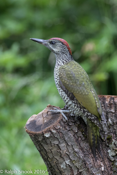 Green Woodpecker