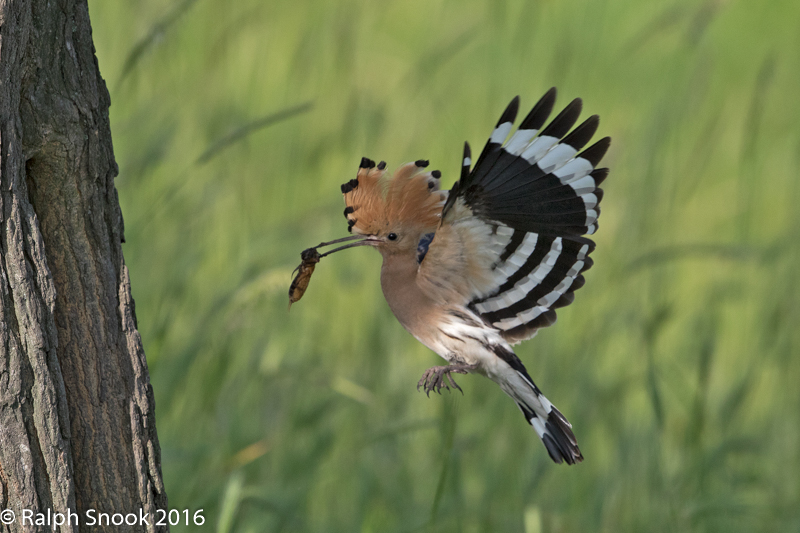 Hoopoe Returning To Nest 1