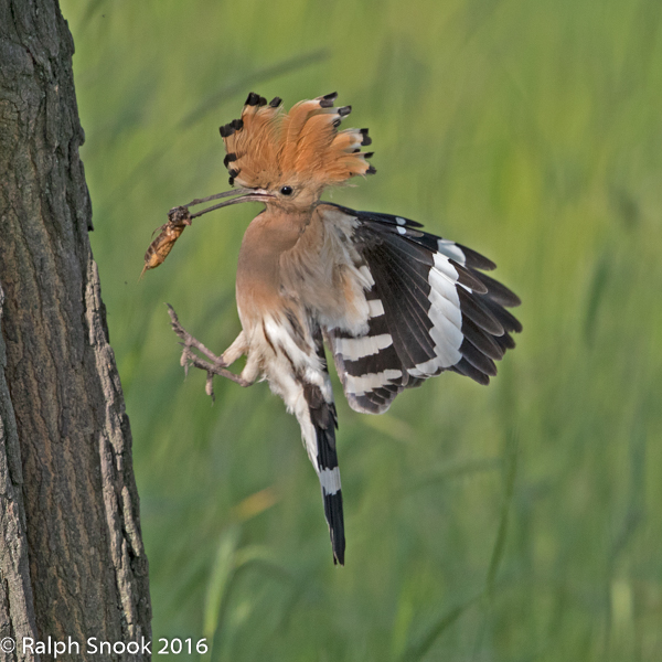 Hoopoe Returning To Nest 2