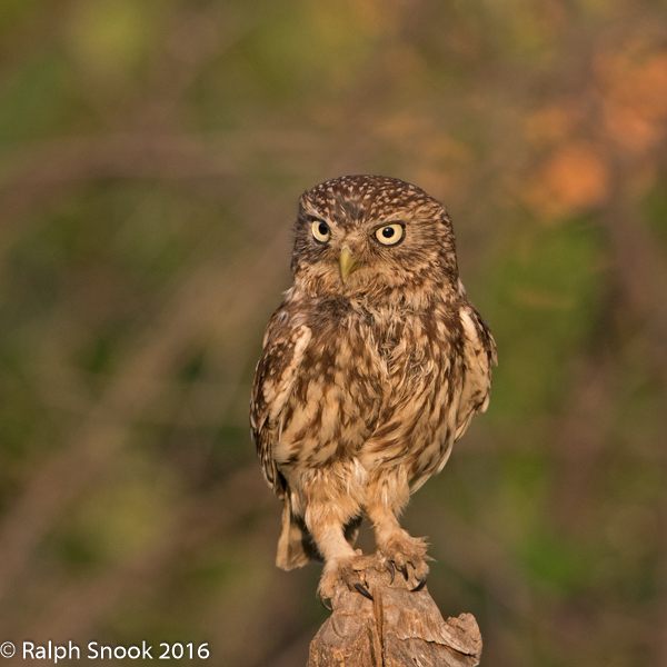 Little Owl 1