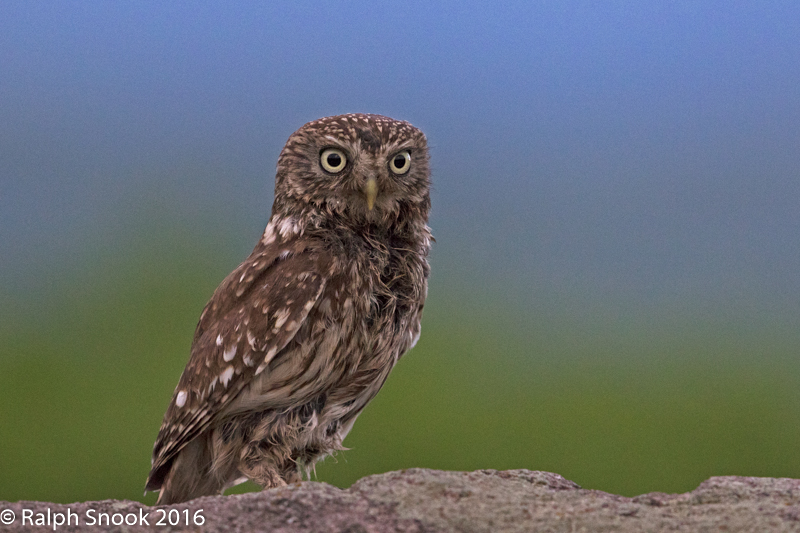 Little Owl 2