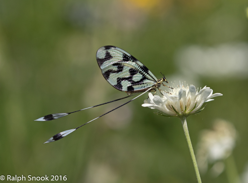 Nemoptera Sinuata