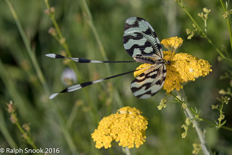 Nemoptera Sinuata 2