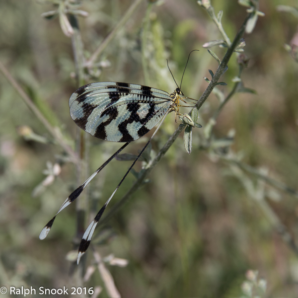 Nemoptera Sinuata 3