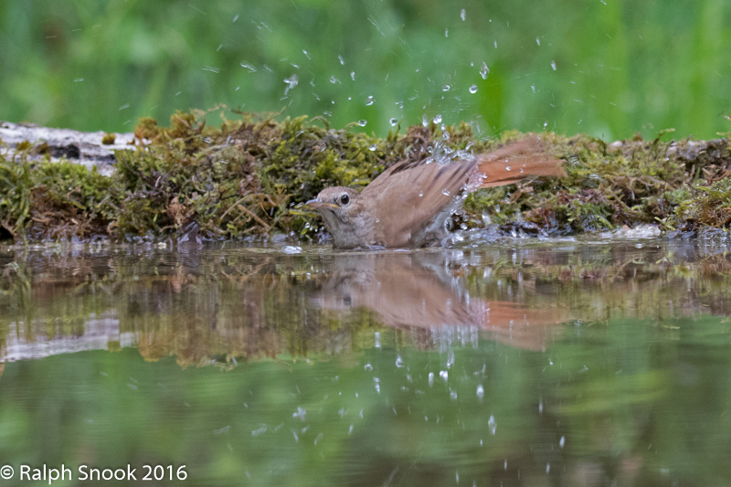 Nightingale Bathing