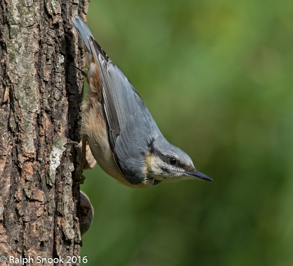 Nuthatch
