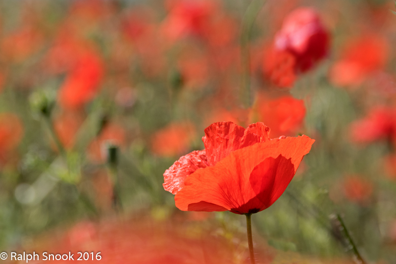 Poppies