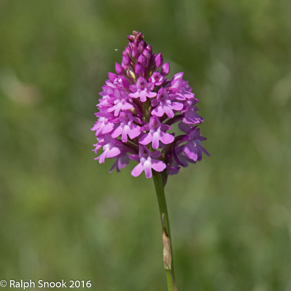 Pyramid Orchid
