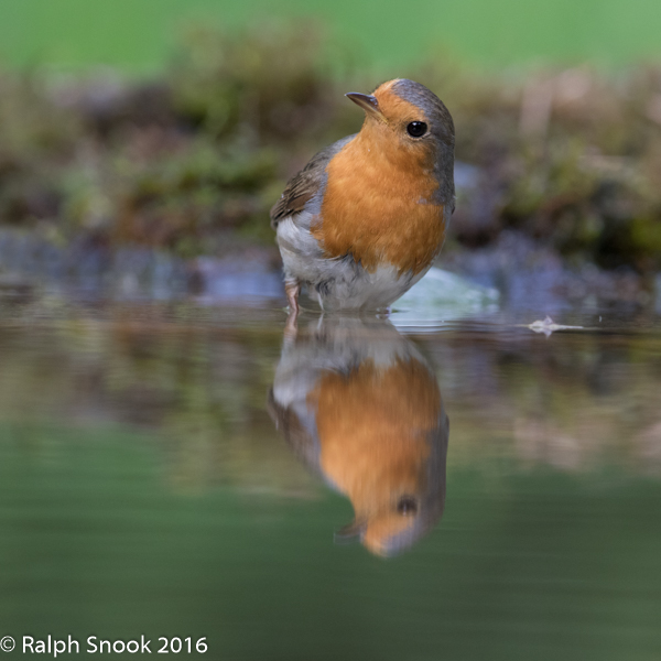 Robin Reflection