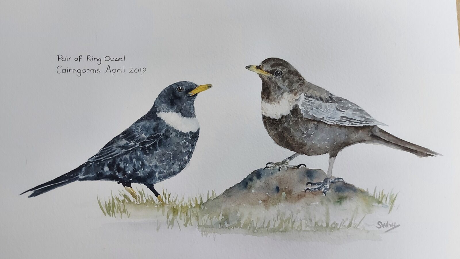 Ring Ouzel pair