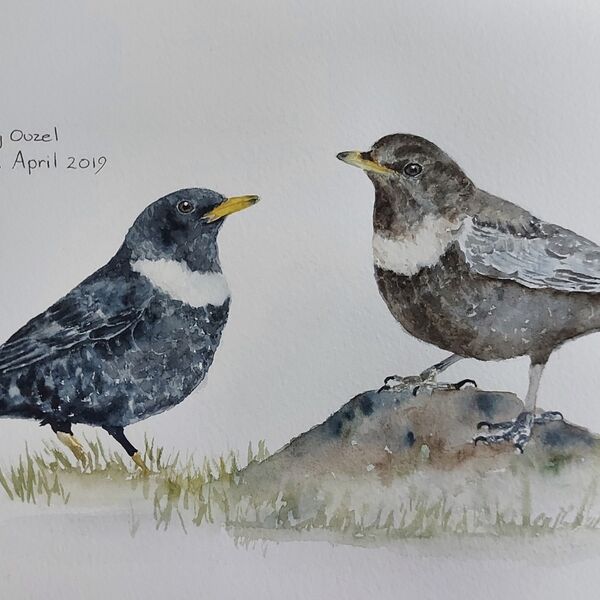 Ring Ouzel pair