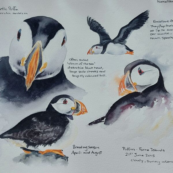 Farne Island Puffins