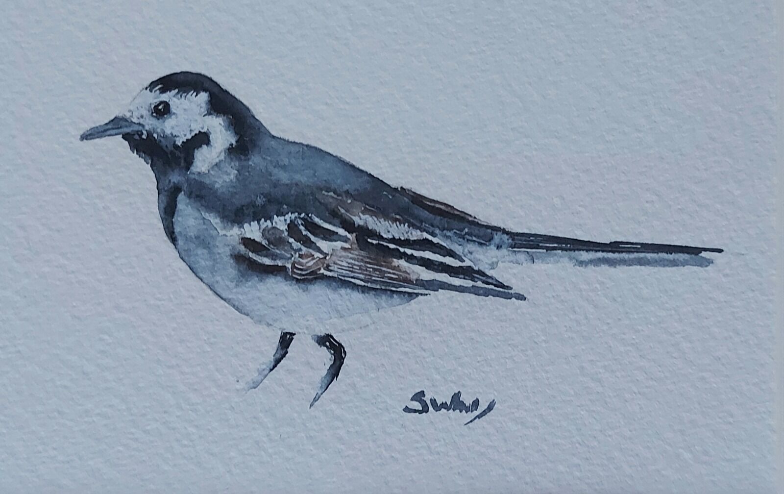 Pied Wagtail
