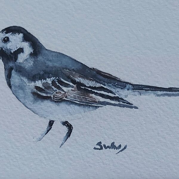 Pied Wagtail