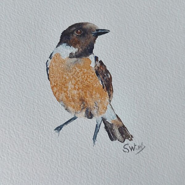 Stonechat