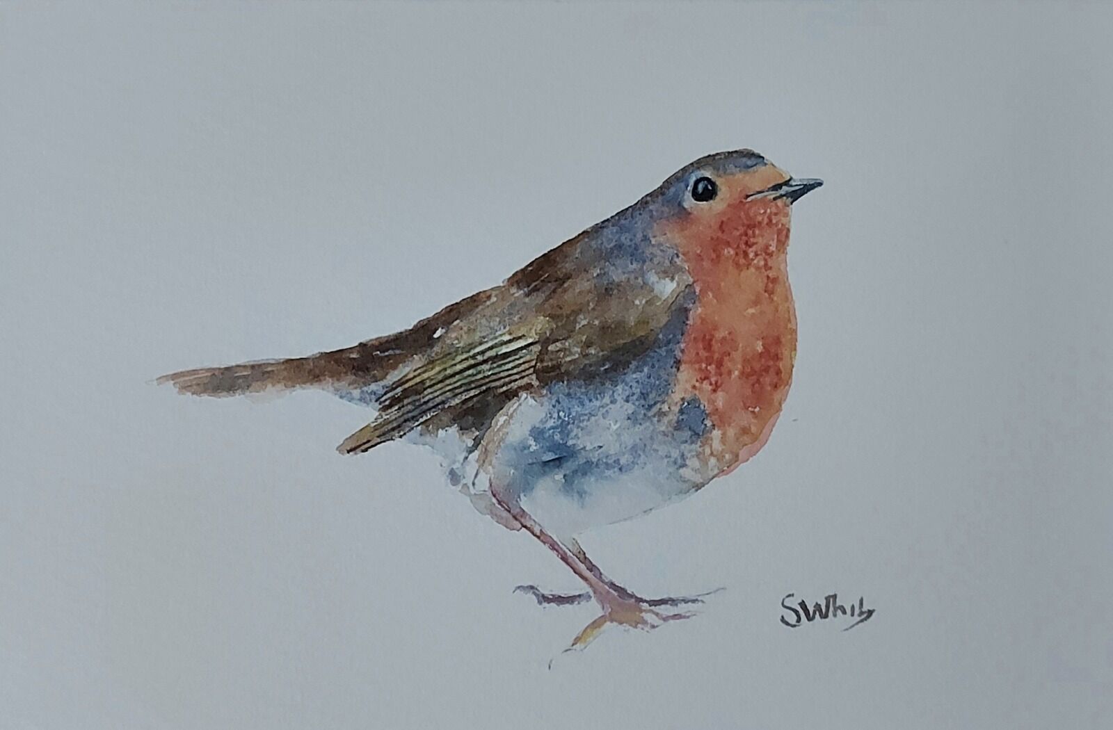 Robin 7