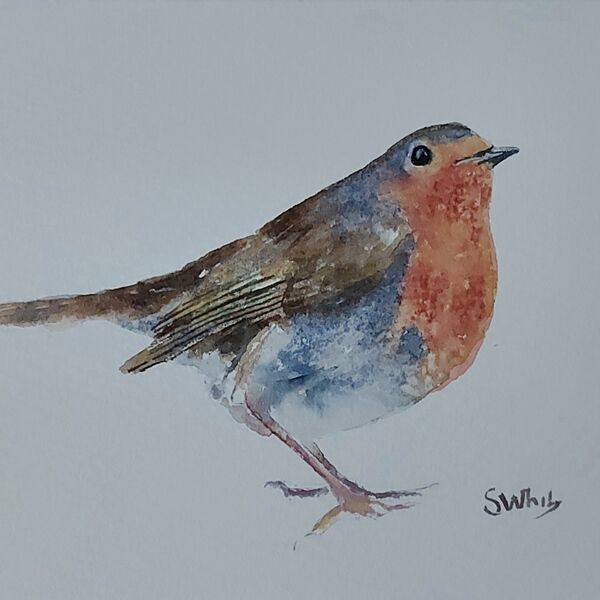 Robin 7