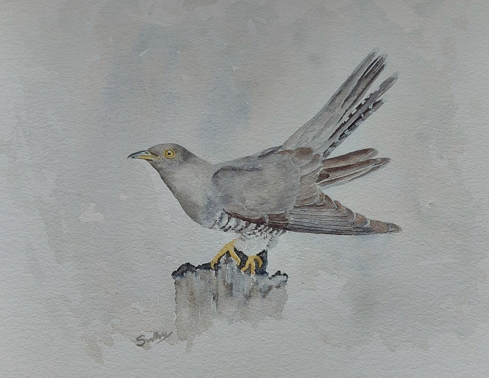 Cuckoo