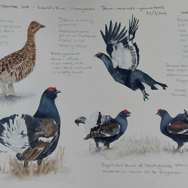 Black Grouse