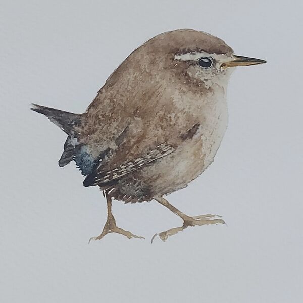 Wren - £50