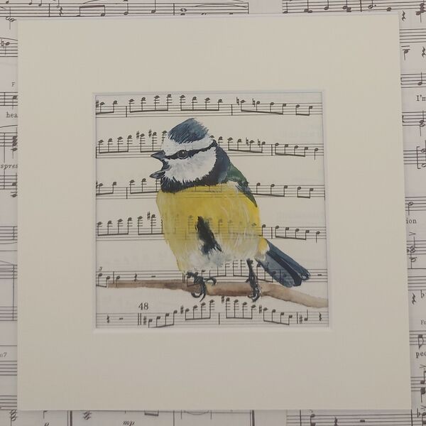 Blue Tit
