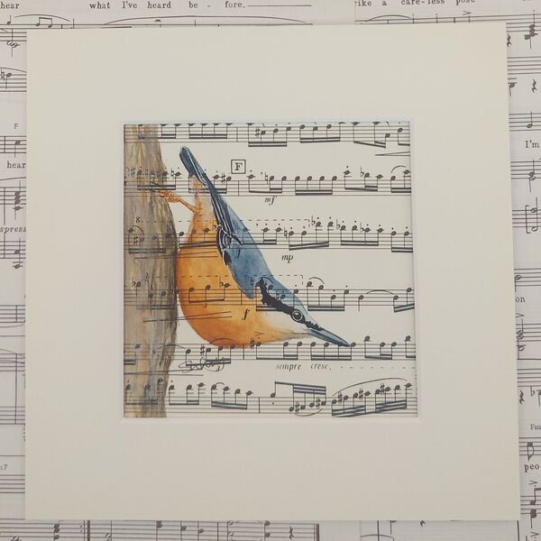 Nuthatch