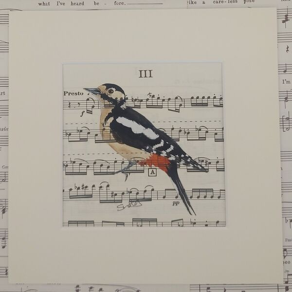 Great Spotted Woodpecker