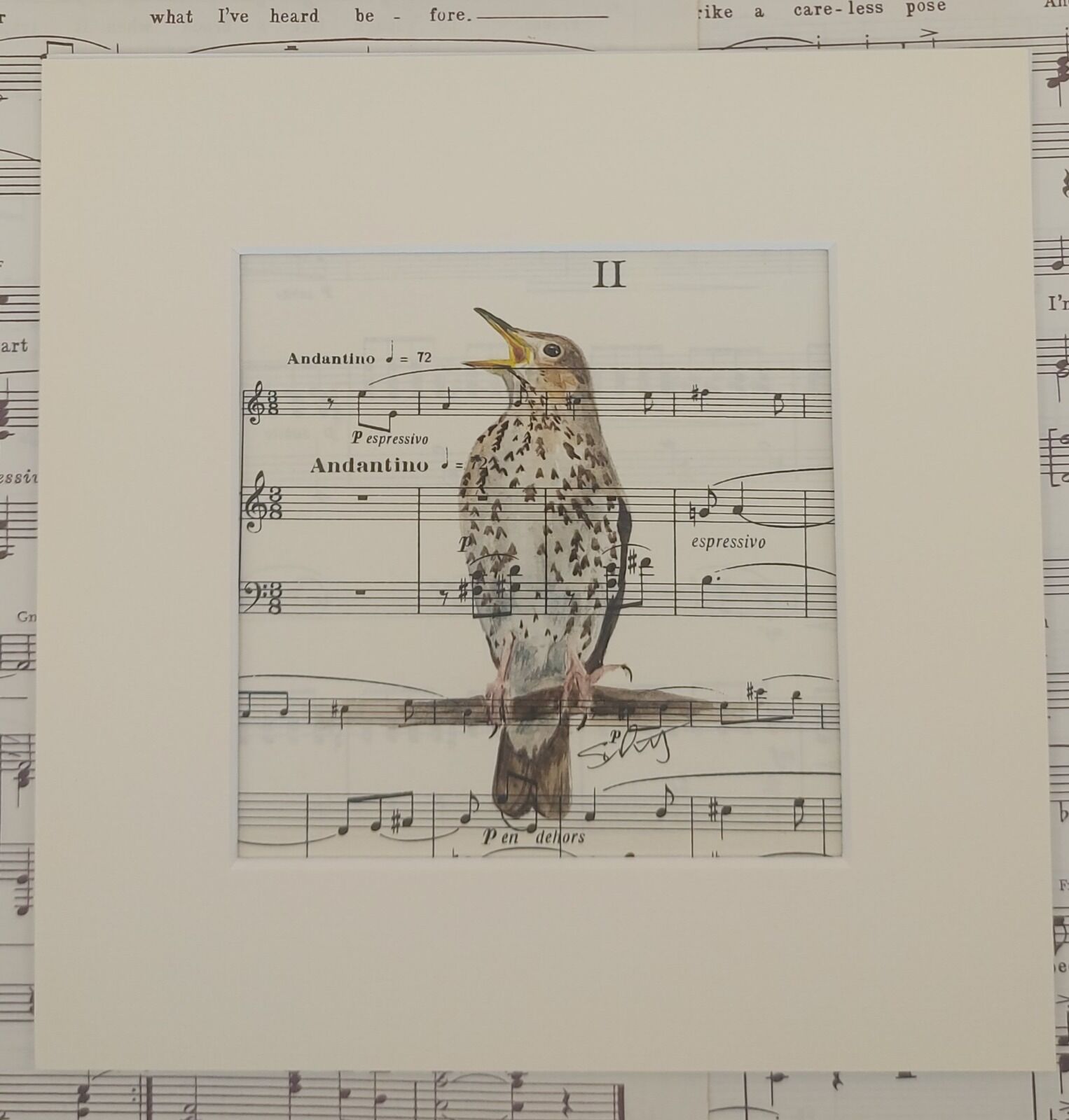 Song Thrush